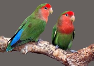 love-birds-cute